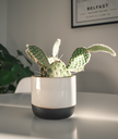Cactus Elegance Ceramic Pot