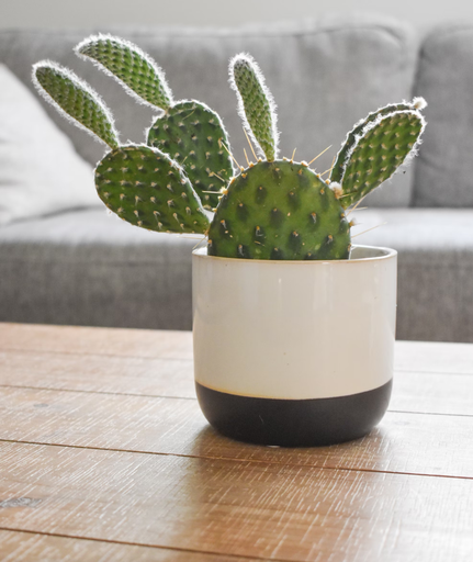 [CP2001-BWC] Cactus Elegance Ceramic Pot